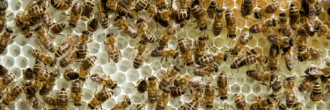Workshop Wesensgemäße Bienenhaltung @ Johannstadthalle | Dresden | Sachsen | Deutschland