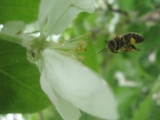 Familien- und Kinderveranstaltung: Die Welt der Bienen entdecken @ Selbstversorgungsgarten-"im Garten Leben" | Tharandt | Sachsen | Deutschland