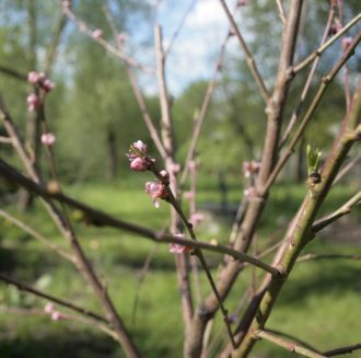 Start ins Gartenjahr im Kleinen Garten Strehlen @ Kleiner Garten Strehlen