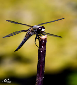 "Insekten willkommen" - Nützlingsförderung im Garten *UFER-Workshop* @ Wurzelwerk Pieschen