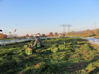 Mitmachtag am Feiertag mit kleiner Hofführung @ Hof der solidarischen Gemüsekoop dein Hof