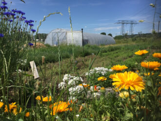 Mitmachtag Solawi dein Hof (solidarische Gemüsekoop) mit kleiner Hofführung @ Hof der solidarischen Gemüsekoop dein Hof
